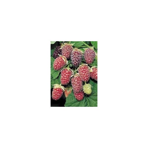 Rubus 'Tayberry'