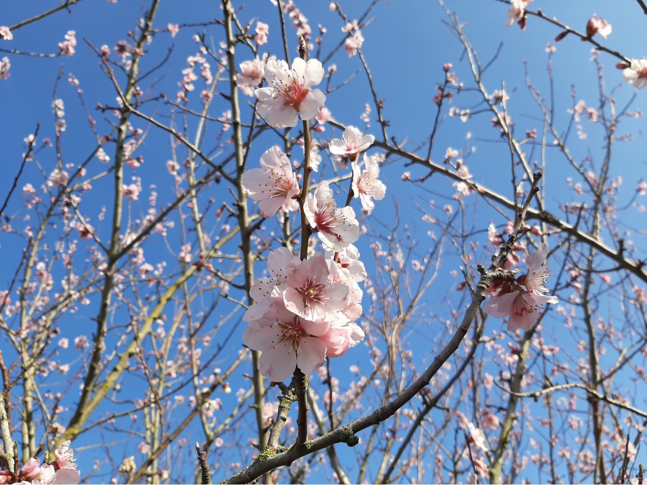 Prunus d. 'Robijn'