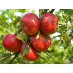 Malus d. 'Discovery'