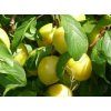 Prunus d. 'Mirabelle de Nancy'