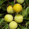 Prunus d. 'Reine Claude d'Oullins'