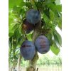 Prunus d. 'Valor'