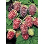 Rubus 'Tayberry'