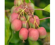 Actinidia arguta 'Ananasnaja'