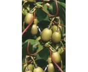 Actinidia a. 'Bayern'