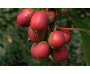 Actinidia a. 'Geneva'