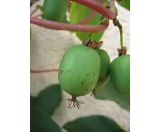 Actinidia a. 'Issai'