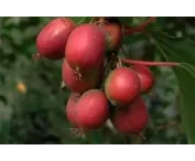 Actinidia a. 'Ken's Red'