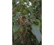 Actinidia a. 'Weiki'