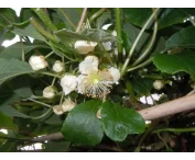 Actinidia d. 'Atlas'