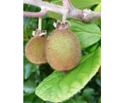 Actinidia d. 'Hayward'