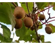 Actinidia d. 'Jenny'