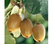 Actinidia deliciosa 'Solo'
