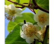 Actinidia d. 'Tomuri'