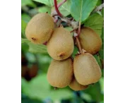 Actinidia d. 'Boskoop'