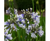 Agapanthus 'Twister'