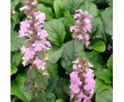 Ajuga reptans 'Rosea'