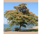 Albizia julibrissin