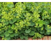 Alchemilla vulgaris