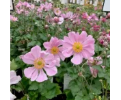 Anemone hybr. 'Koenigin Charlotte'