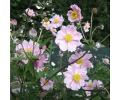 Anemone h. 'September Charm'