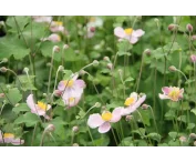 Anemone hupehensis