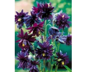 Aquilegia v. 'Black Barlow'