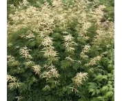 Aruncus 'Horatio'