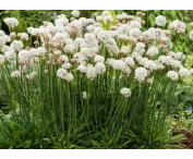 Armeria pseudarm. 'Ballerina White'