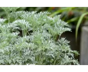 Artemisia 'Powis Castle'