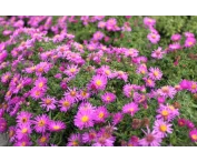 Aster (D) 'Alice Haslam'