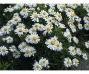Aster (D) 'Apollo'