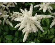 Astilbe (A) 'Brautschleier'