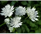 Astrantia m. 'Shaggy'