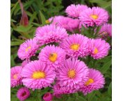 Aster n.-b. 'Patricia Ballard'