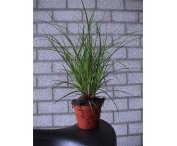 Carex brunnea