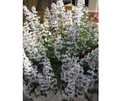 Calamintha nepeta