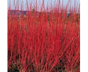 Cornus alba 'Sibirica'