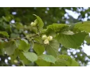 Corylus 'Bollwiller'
