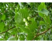 Corylus 'Halle'sche Riesen'