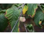 Corylus 'Lombardii'