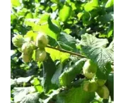Corylus 'Lange Spaanse'