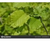 Corylus 'Nottingham Fruehe'