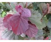 Corylus 'Rode Zellernoot'