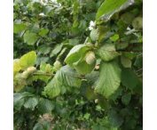 Corylus 'Webb's Prize Cob'