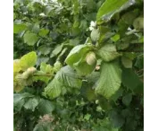 Corylus 'Webb's Prize Cob'