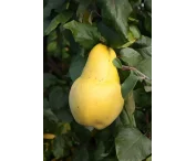 Cydonia o. 'Champion'