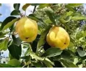 Cydonia o. 'Konstantinopeler'