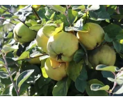 Cydonia o. 'Leskovacka'