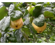 Cydonia o. 'Portugal'